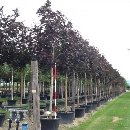 Arbori și arbuști - Acer platanoides 'Faassen’s Black' - Arțar cu frunze roșii