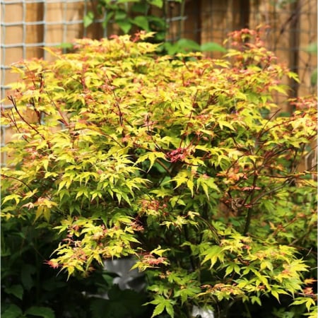 Arbori și arbuști - Acer palmatum 'Katsura' -  Arțar japonez 'Katsura'