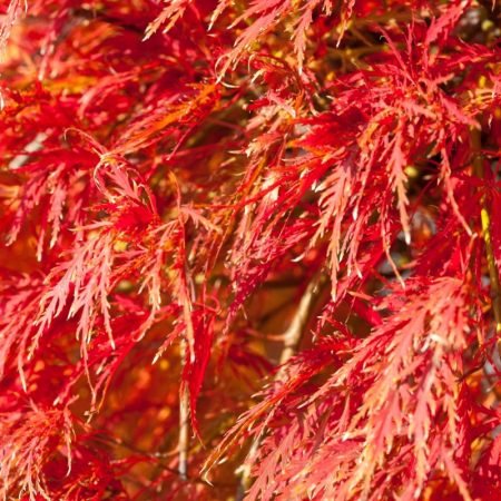 Acer (Rossi) palm. diss. 'Tamukeyama' MEZZO FUSTO -  Arțar japonez 'Tamukeyama'  altoit pe trunchi