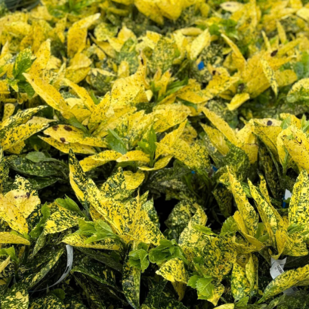 Arbori și arbuști - Aucuba japonica Crotonofolia - Pom de aur
