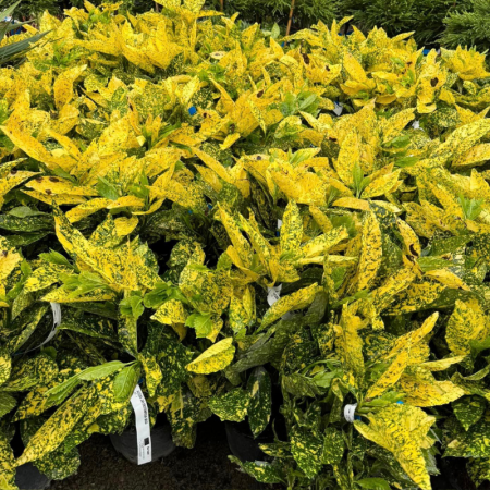 Aucuba japonica Crotonofolia - Pom de aur [1]