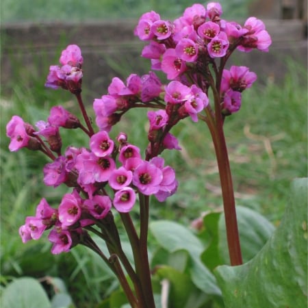 Plante perene - Bergenia mix - Bergenia / Plantă de piele de elefant