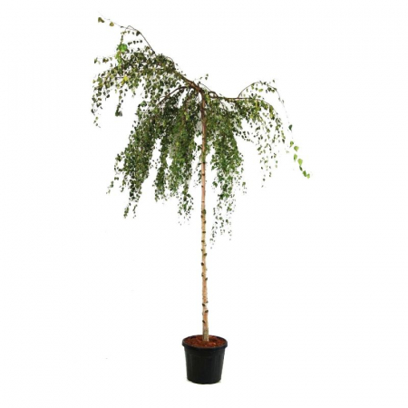 Betula alba 'Youngii'  ramificato - Mestecăn curgător ramificat [2]