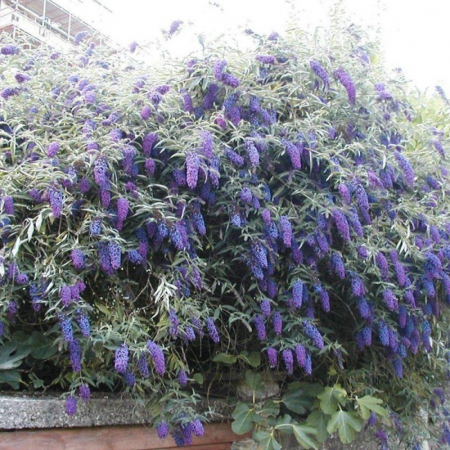 Arbori și arbuști - Buddleja davidii  - Liliac de vară