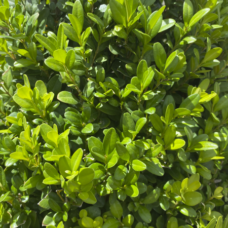 Buxus microphylla 'Faulkner' cono - Buxus (Cimișir) tip con cu frunze mici [0]