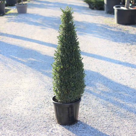 Buxus microphylla 'Faulkner' cono - Buxus (Cimișir) tip con cu frunze mici [2]