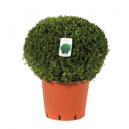 Arbori și arbuști - Buxus microphylla 'Faulkner' palla - Buxus (Cimișir) tip globular cu frunze mici