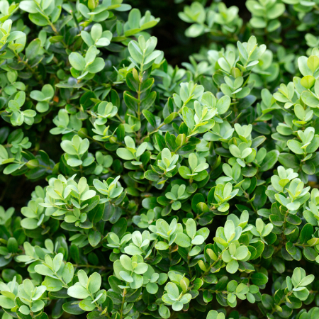 Buxus microphylla 'Faulkner' palla - Buxus (Cimișir) tip globular cu frunze mici [1]