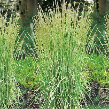 Iarbă  și bambus - Calamagrostis x acutiflora 'Overdam' -   Iarbă decorativă
