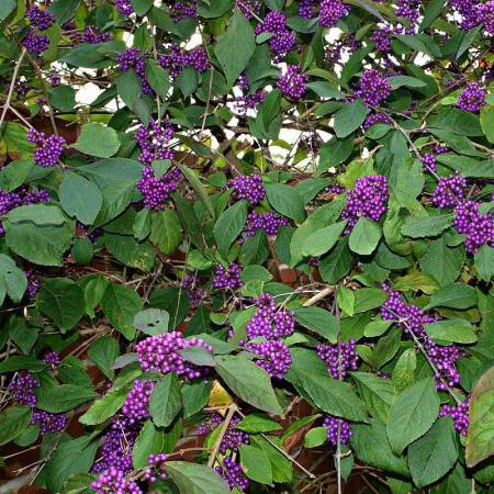 Callicarpa bodinieri   - Arbustul perlelor de Crăciun [1]