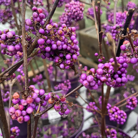 Arbori și arbuști - Callicarpa bodinieri   - Arbustul perlelor de Crăciun