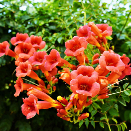 Plante cățărătoare - Campsis mix - Luleaua turcului