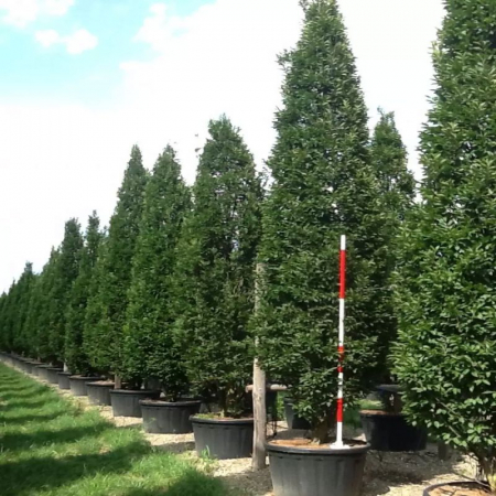 Carpinus betulus 'Fastigiata' alto fusto - Carpen columnar pe tulpină înaltă [2]