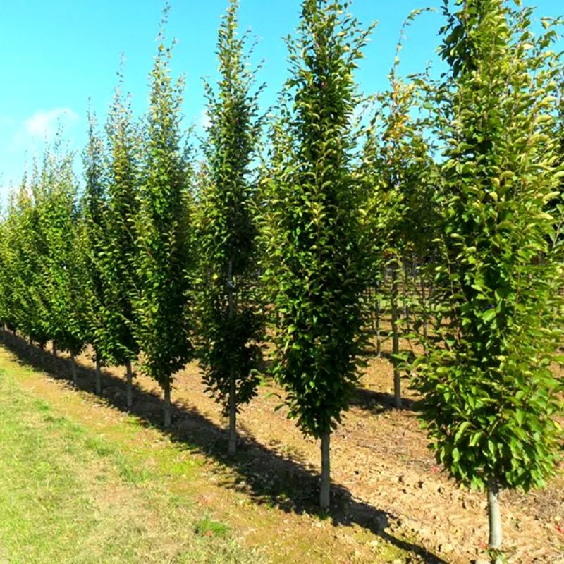 Arbori și arbuști - Carpinus betulus 'Fastigiata' alto fusto - Carpen columnar pe tulpină înaltă