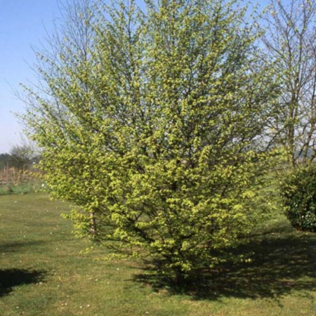 Carpinus betulus - Carpen [2]
