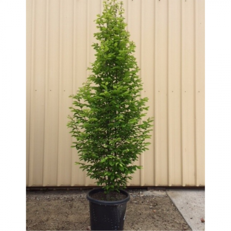 Carpinus betulus 'Pyramidalis'  - Carpen piramidal pe tulpină înaltă [2]