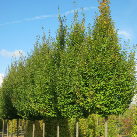 Carpinus betulus 'Zolla' - Carpen la balot pe tulpină înaltă [2]