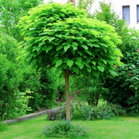 Arbori și arbuști - Catalpa bungei - alto fusto - Arbore trompetă altoit pe tulipnă înaltă