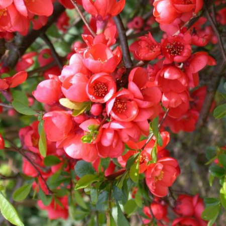Arbori și arbuști - Chaenomeles speciosa 'Rubra' - Gutui japonez tip tufă înaltă