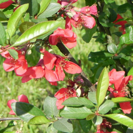 Chaenomeles speciosa 'Rubra' - Gutui japonez tip tufă înaltă [1]