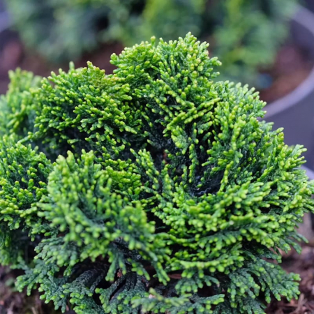 Conifere - Chamaecyparis obtusa 'Nana gracilis' - Chiparos japonez pitic