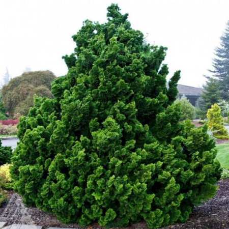 Chamaecyparis obtusa 'Nana gracilis' - Chiparos japonez pitic [1]