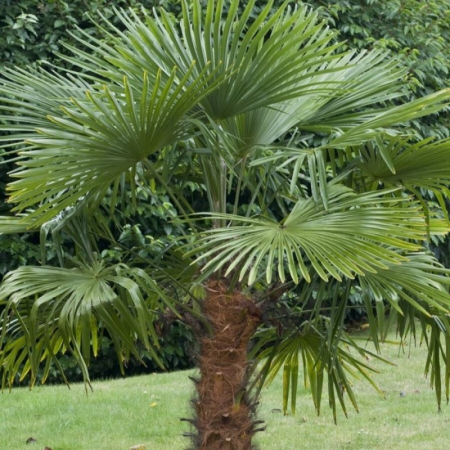 Arbori și arbuști - Chamaerops (trachycarpus) fortunei - Palmier chinezesc