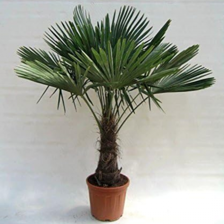 Chamaerops (trachycarpus) fortunei - Palmier chinezesc [5]
