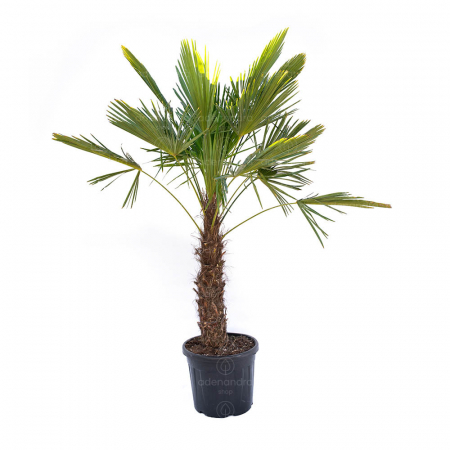 Chamaerops (trachycarpus) fortunei - Palmier chinezesc [2]