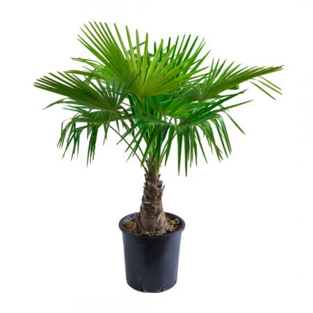 Chamaerops (trachycarpus) fortunei - Palmier chinezesc [6]