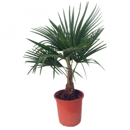 Chamaerops (trachycarpus) fortunei - Palmier chinezesc [3]