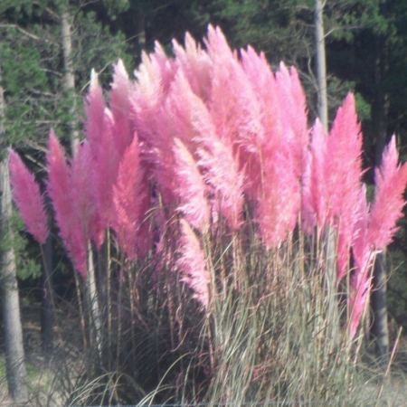 Iarbă  și bambus - Cortaderia selloana 'Rosea' - Iarbă de pampas roz