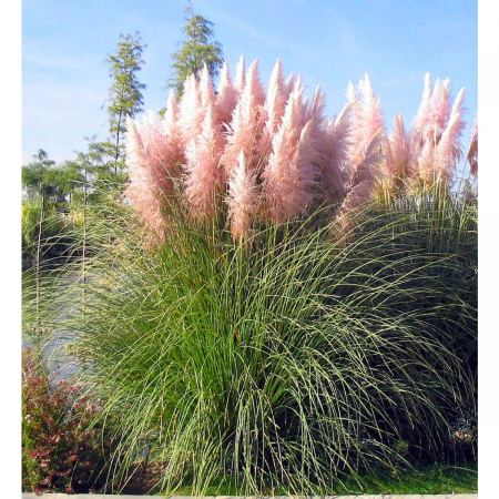 Cortaderia selloana 'Rosea' - Iarbă de pampas roz [1]