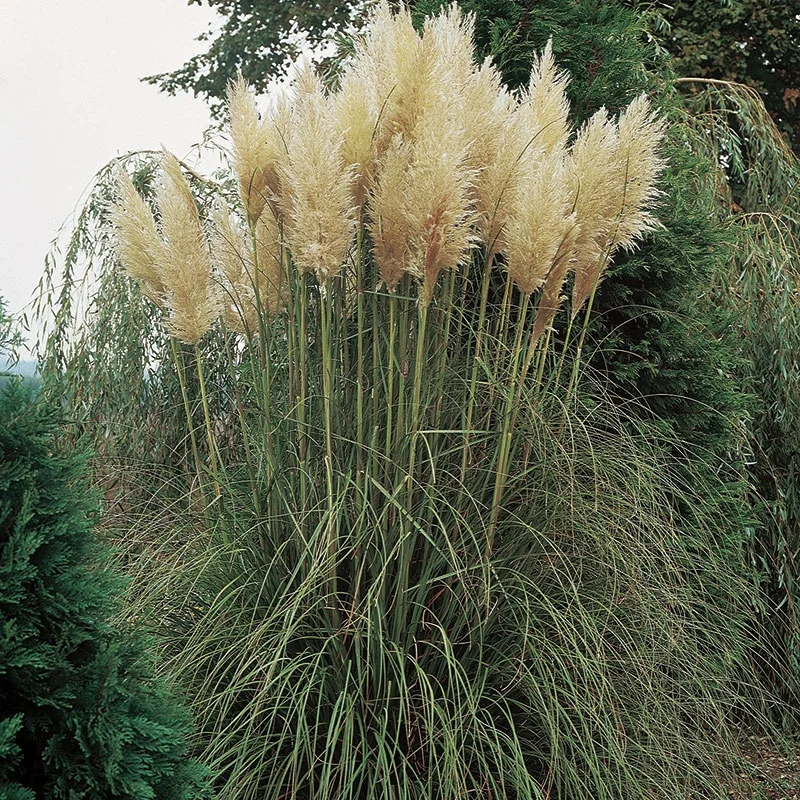 Iarbă  și bambus - Cortaderia selloana (Gynerium argenteum) - Iarbă de pampas albă