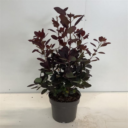 Cotinus coggygria 'Royal Purple' - Scumpie roșie [2]