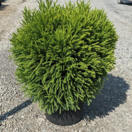 Cryptomeria Japonica Globosa Nana - Cedru Japonez Pitic Globular [2]