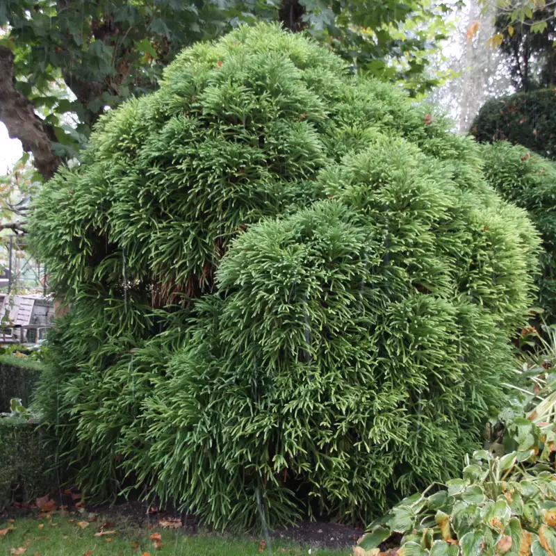 Cedru - Cryptomeria Japonica Globosa Nana - Cedru Japonez Pitic Globular