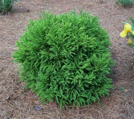 Cryptomeria Japonica Globosa Nana - Cedru Japonez Pitic Globular [1]