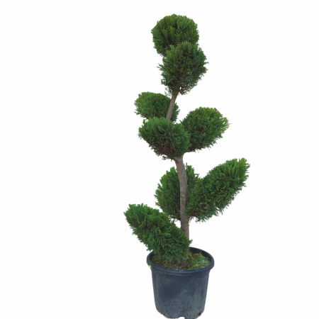 Cupressocyparis leylandii Bonsai - Chiparos leylandii  tip bonsai [2]