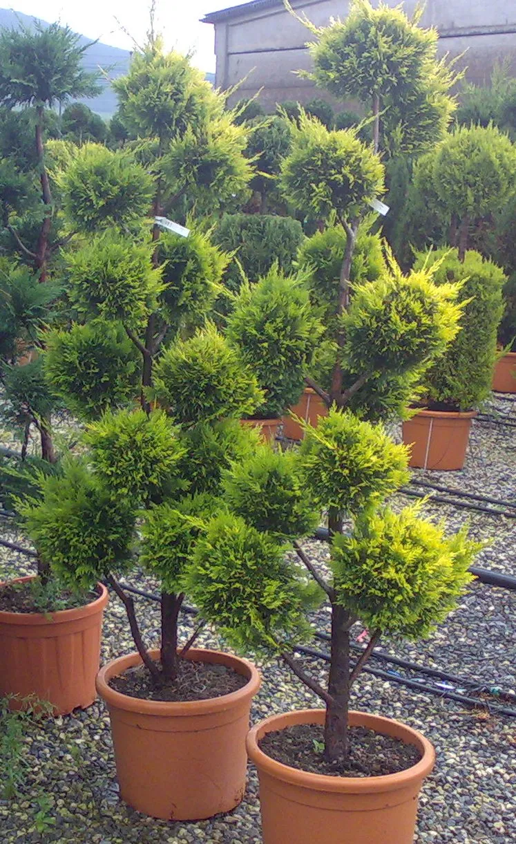 Chiparoși - Cupressocyparis leylandii 'Castlewellan Gold' pom-pon – Chiparos leylandii 'Castlewellan Gold'  pom-pon