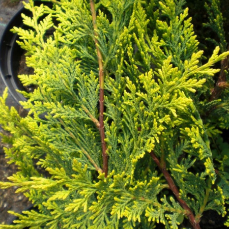 Cupressocyparis leylandii 'Castlewellan Gold' palle – Chiparos leylandii 'Castlewellan Gold' cu  globuri [2]