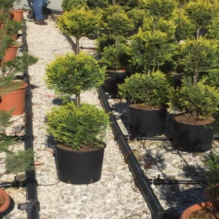 Cupressocyparis leylandii 'Castlewellan Gold' palle – Chiparos leylandii 'Castlewellan Gold' cu  globuri [1]