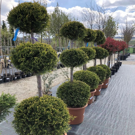 Conifere - Cupressocyparis leylandii 'Castlewellan Gold' palle – Chiparos leylandii 'Castlewellan Gold' cu  globuri