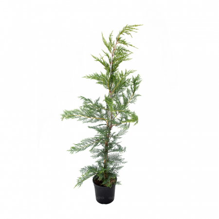 Cupressocyparis leylandii - Chiparos leylandii [2]