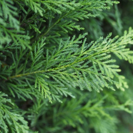 Conifere - Cupressocyparis leylandii - Chiparos leylandii