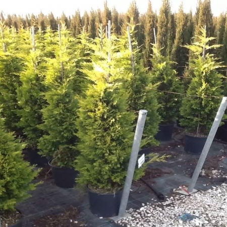 Cupressocyparis leylandii 'Gold Rider' mezzo fusto – Chiparos leylandii 'Gold Rider' altoit pe trunchi [1]
