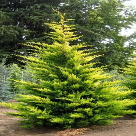 Chiparoși - Cupressocyparis leylandii 'Gold Rider' mezzo fusto – Chiparos leylandii 'Gold Rider' altoit pe trunchi