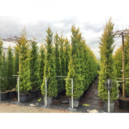Cupressocyparis leylandii 'Gold Rider'  - Chiparos leylandii 'Gold Rider' [2]