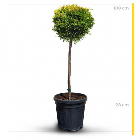Cupressocyparis leylandii 'Gold Rider' mezzo fusto – Chiparos leylandii 'Gold Rider' altoit pe trunchi [2]