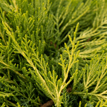 Conifere - Cupressocyparis leylandii 'Gold Rider'  mini alberetto - Chiparos leylandii auriu / 'Gold Rider' - altoit pe trunchi